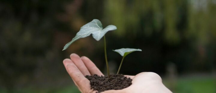 person holding a sapling tree in palm