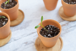 Small green seedling growing in soil inside a terracotta pot, surrounded by other potted plants.
